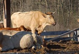 Image result for Agriculture Cow