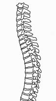 Image result for Spinal Chart Hand Out