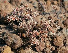 Image result for Dudleya San Diego