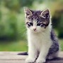 Image result for Cool Kitten Wallpaper