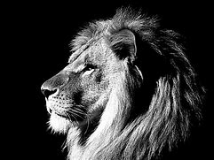 Image result for Lion Wallpaper Black and White