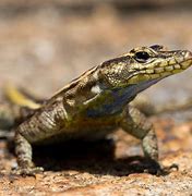 Image result for African Flat Lizard