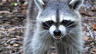 Image result for Raccoon Dangerous