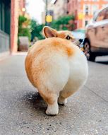 Image result for Corgi with Buzz Cut