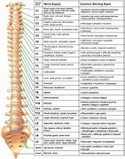 Image result for Spinal Chart Hand Out