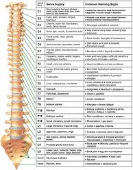 Image result for Spinal Nerve Function Chart