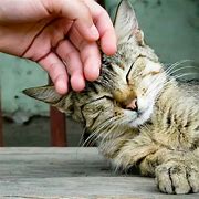 Image result for Underweight Cat