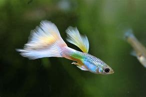 Image result for Guppy Bonito