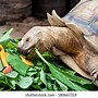 Image result for Red Spotted Turtle Food