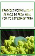 Image result for Broccoli Worms