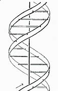 Image result for Double Helix Black and White