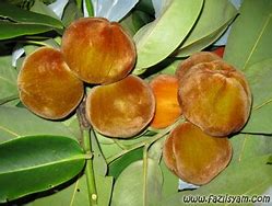 Image result for Buah Mentega