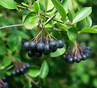 Image result for Aronia Tree