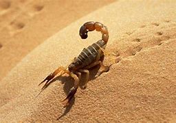 Image result for Desierto Fauna