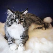 Image result for Maine Coon Cat Plush