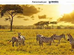 Image result for Kenia