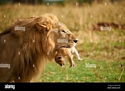 Image result for male lion cub names