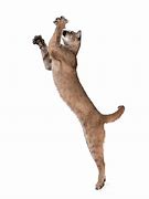 Image result for Leaping Panther