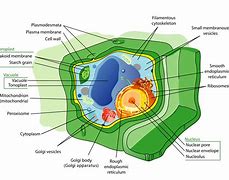 Image result for Euka Plant Plastic