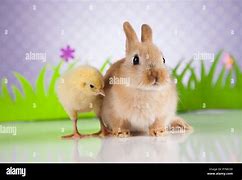 Image result for Easter Bunny Chicken