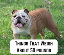 Image result for What Is 50 Pounds