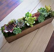 Image result for Succulent Pots