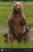 Image result for Royalty Free Polar Bears Protecting Cubs