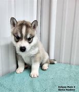 Image result for Grey Husky Puppies