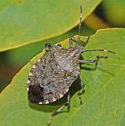 Image result for Stink Bug Catcher