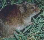 Image result for Eastern Meadow Vole