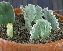 Image result for Cotyledon Succulent