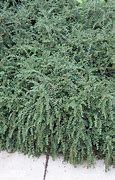 Image result for Evergreen Groundcovers Perennials