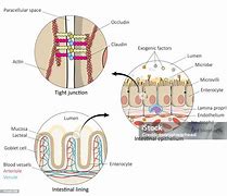 Image result for Gut Anatomy