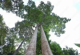 Image result for Dipterocarpaceae Family