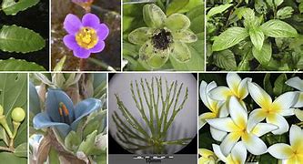 Image result for Flowers That a Angiosperm