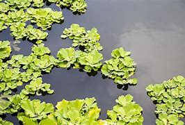 Image result for Duckweed Fruit