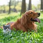 Image result for Cat EA/RD Dog