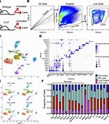 Image result for Cd45 Brain