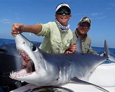 Image result for Shark-Fishing