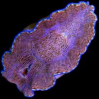 Image result for De Rasa Clam