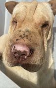 Image result for Pink Tooth Dog