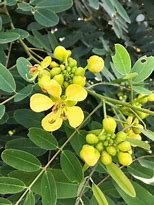 Image result for Senna Plant Pics