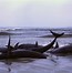 Image result for Medieval Marine Mammals