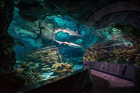 Image result for Arkansas Aquarium