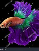 Image result for Purple Betta