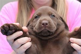 Image result for Baby Nordic Walrus