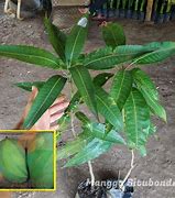 Image result for Mangga Mana Lagi Situbondo