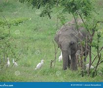 Image result for Baby Elephant Tusks