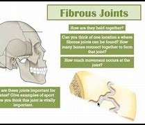 Image result for Fibrous Joint