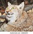 Image result for Taxidermy Cat